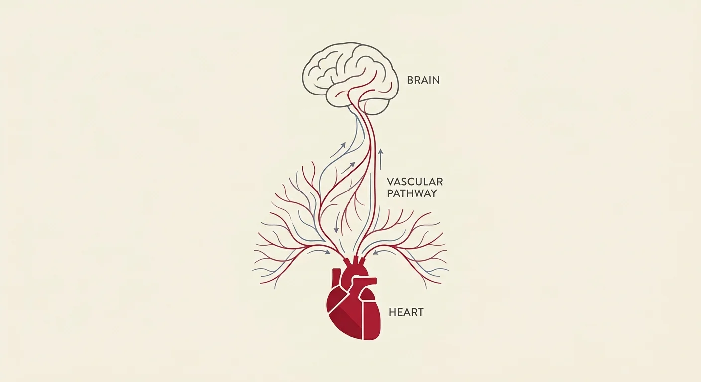 A minimalist medical diagram tracing the vascular pathway from the heart to the brain, illustrating how cardiovascular health feeds the mind